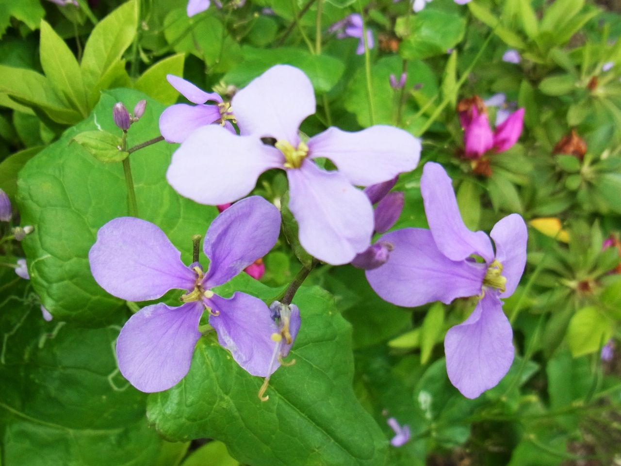 紫金草 紫花菜 花大根 諸葛菜 大紫羅欄花 先代さるく