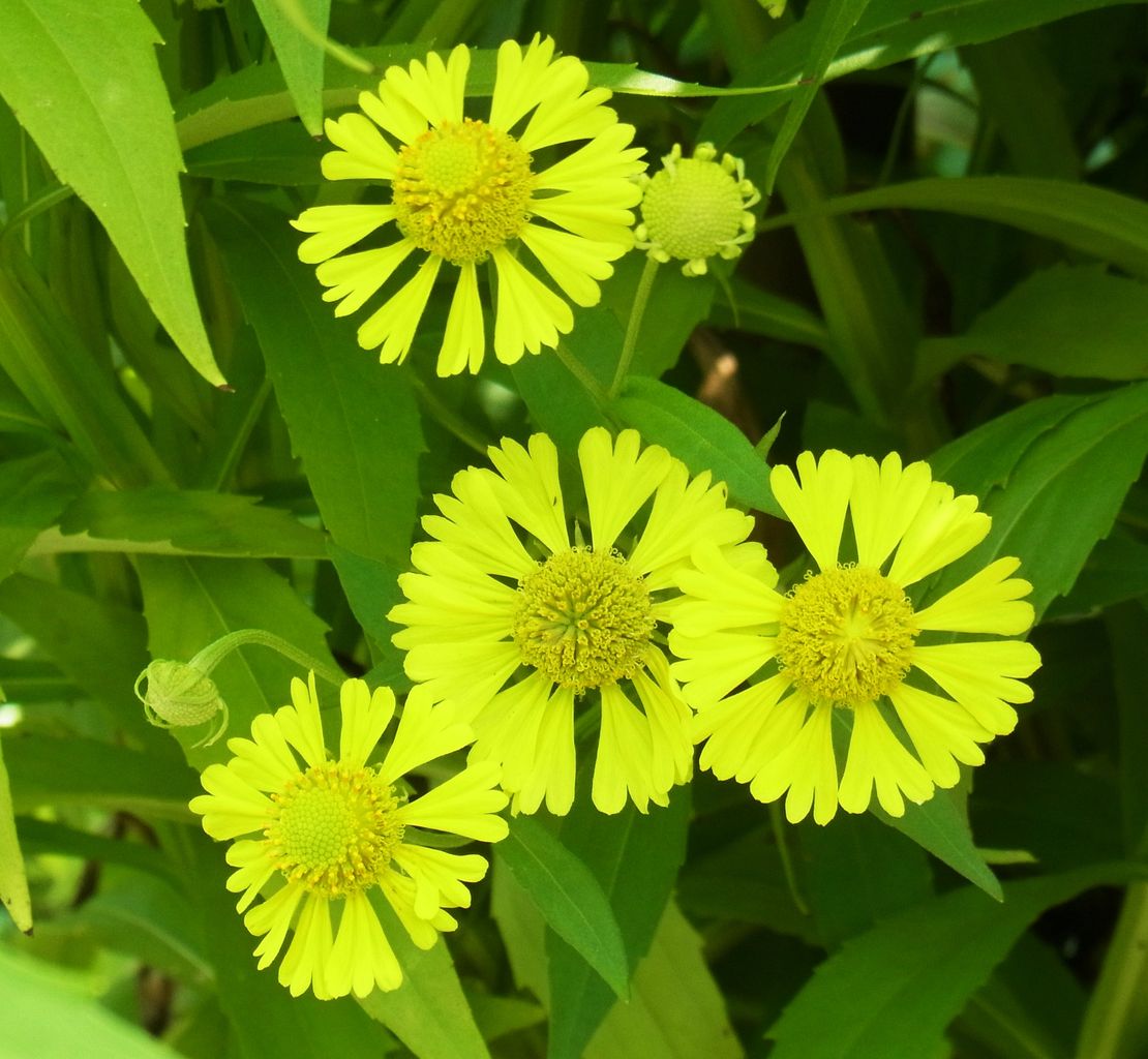向島百花園 ヘレニウム 団子菊 マルバハルシャギク 先代さるく