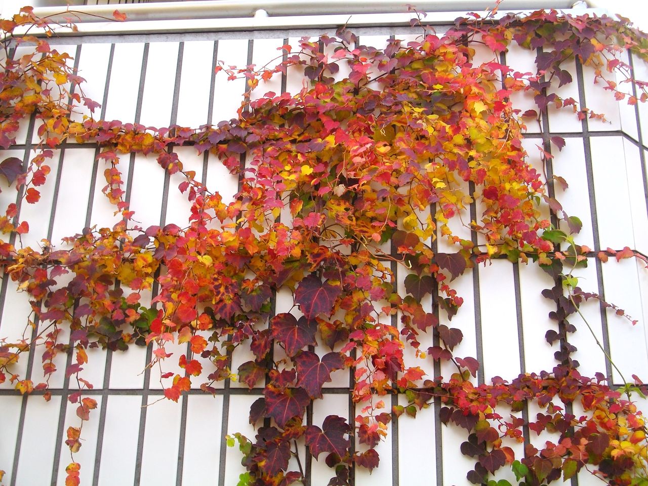 俳句歳時記(秋) 蔦 蔦かづら 蔦紅葉 錦蔦 : 先代さるく