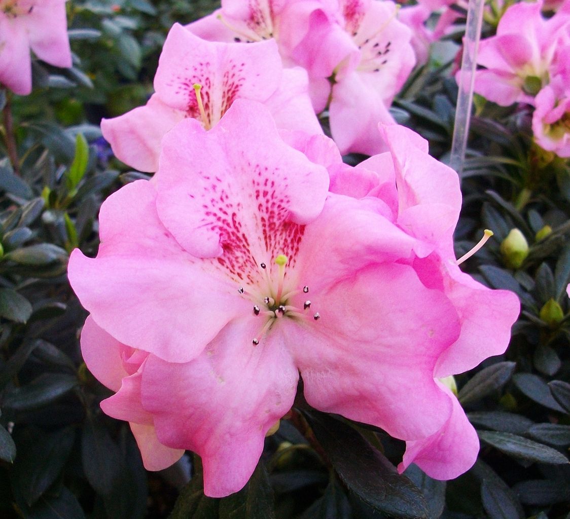 アザレア 西洋躑躅 オランダ躑躅 先代さるく