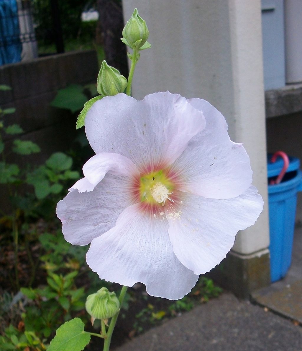 立葵 葵 梅雨葵 唐葵 ホリホック 先代さるく