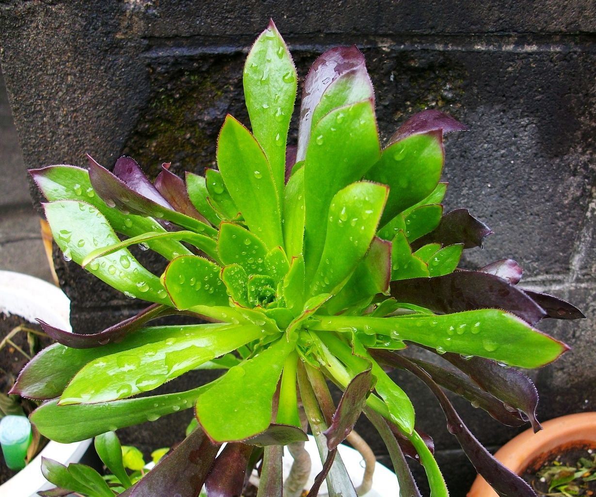 黒法師 サンシモン アオエニウム 先代さるく