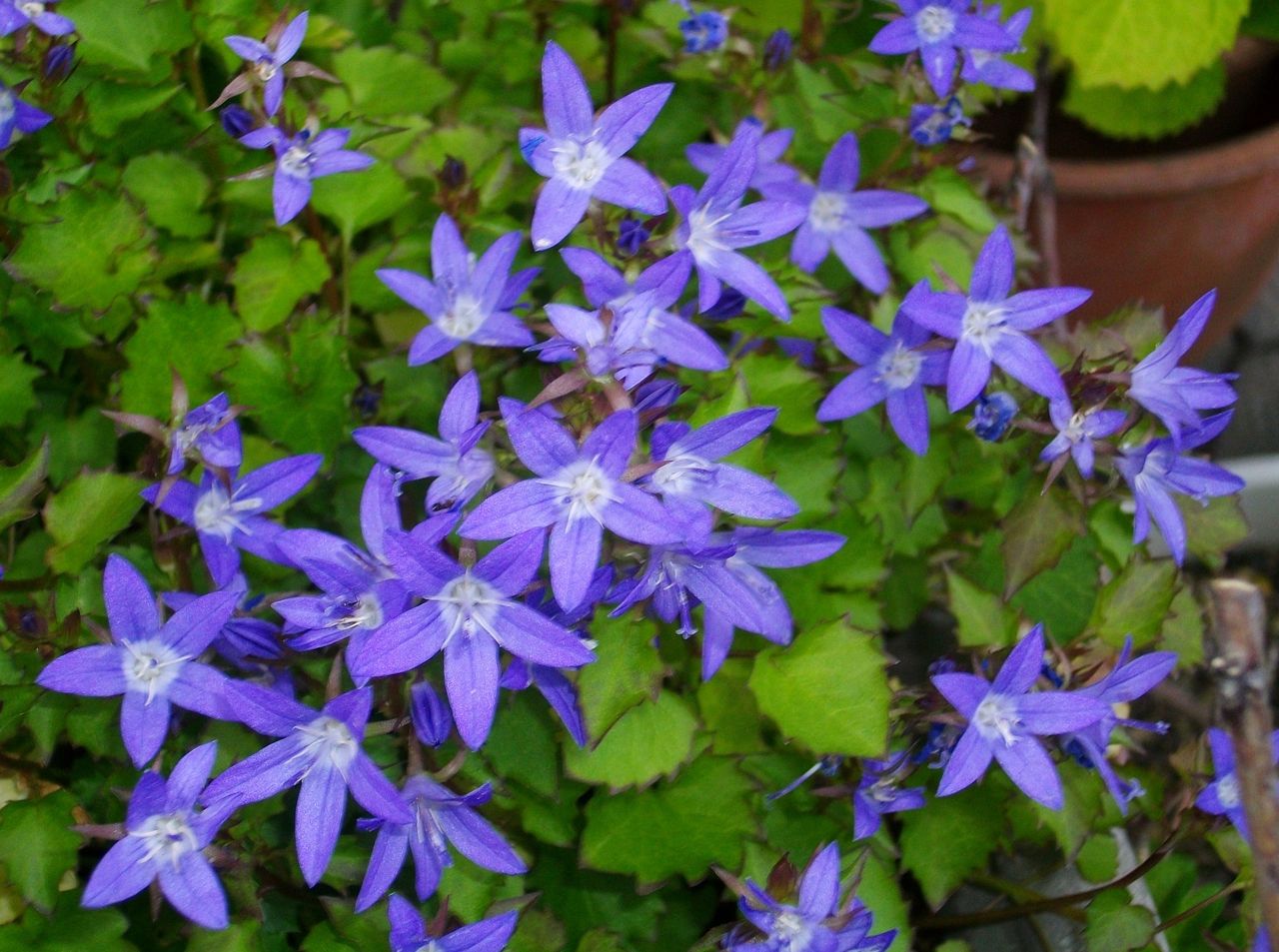 カンパニュラ ガルガニカ 先代さるく