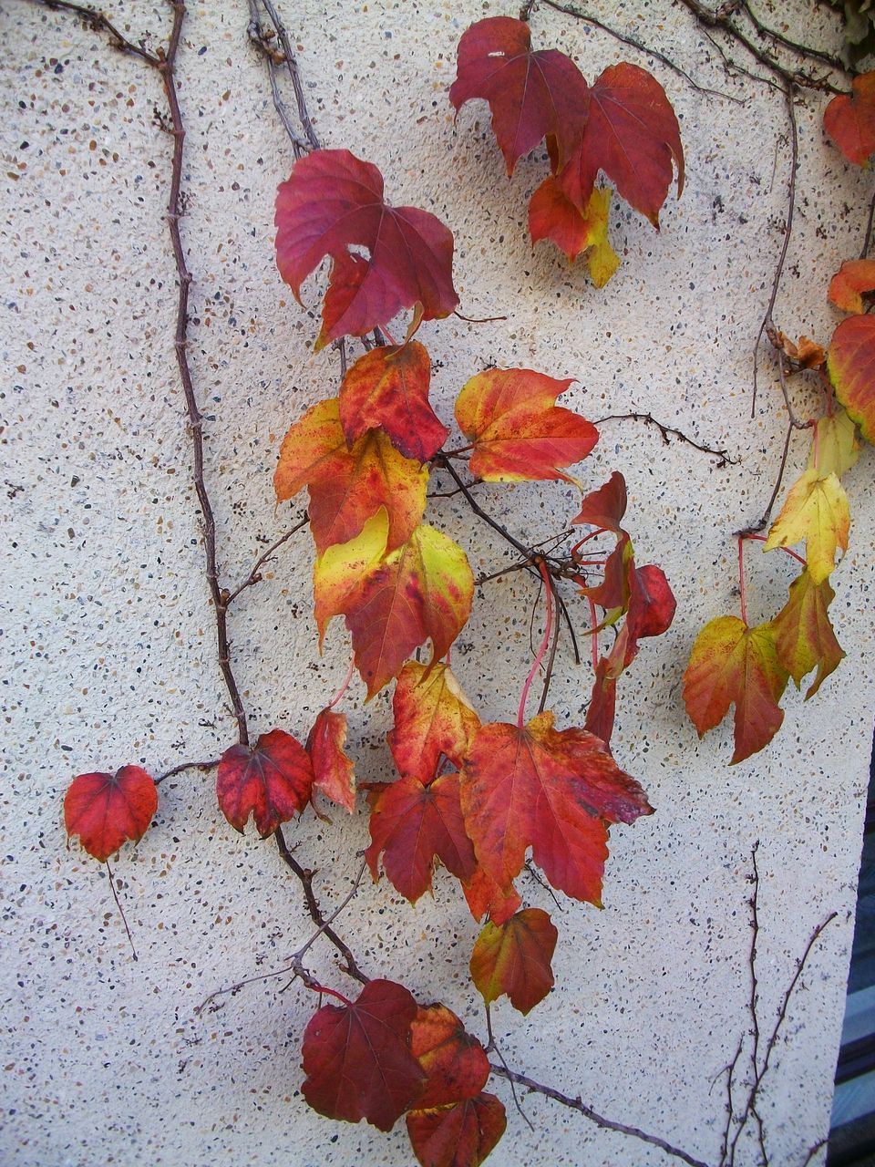俳句歳時記(秋) 蔦 蔦かづら 蔦紅葉 錦蔦 : 先代さるく