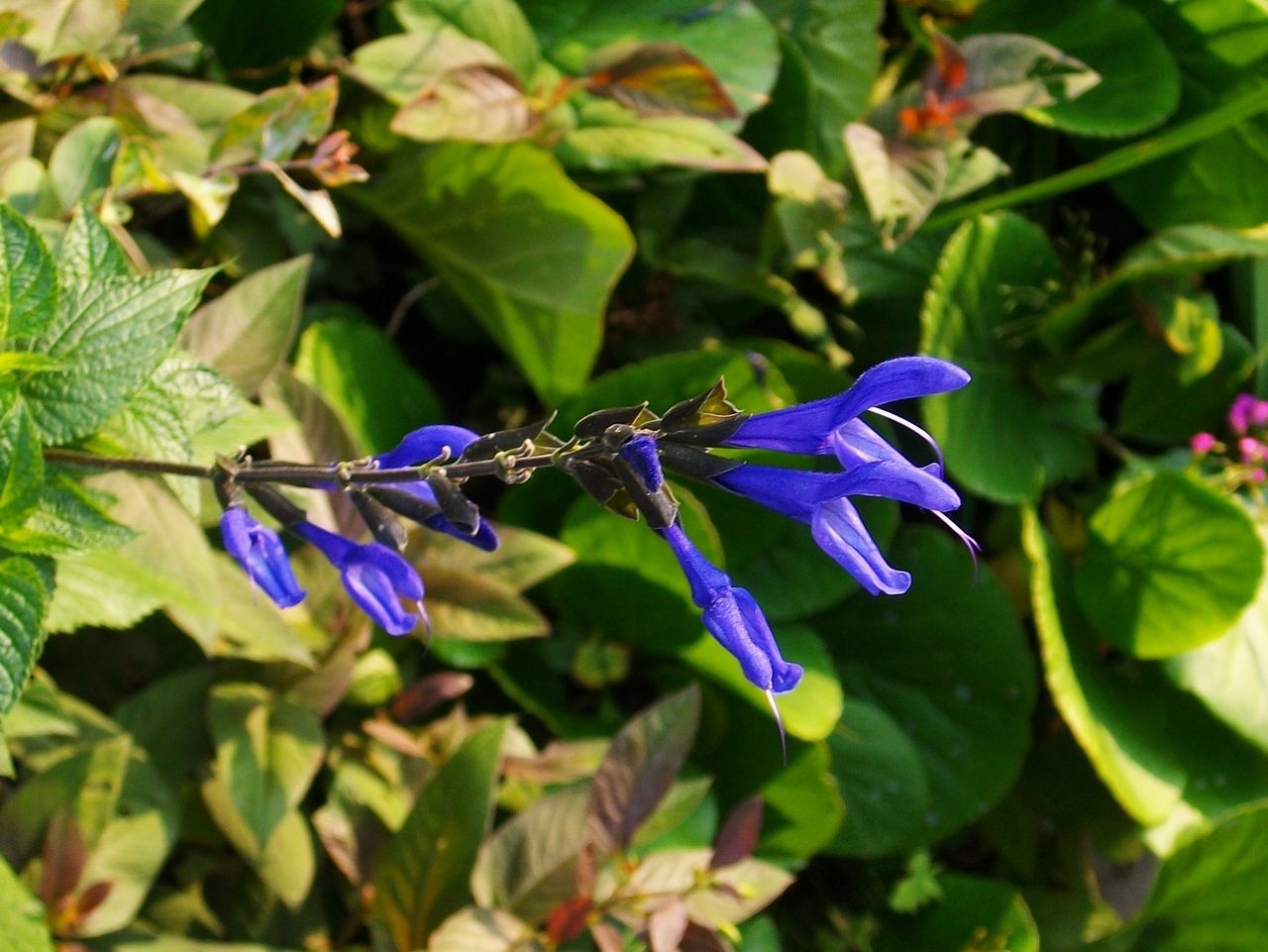 サルビア ガラニチカ メドーセージ 先代さるく サルビア ガラニチカ メドーセージ 先代さるく