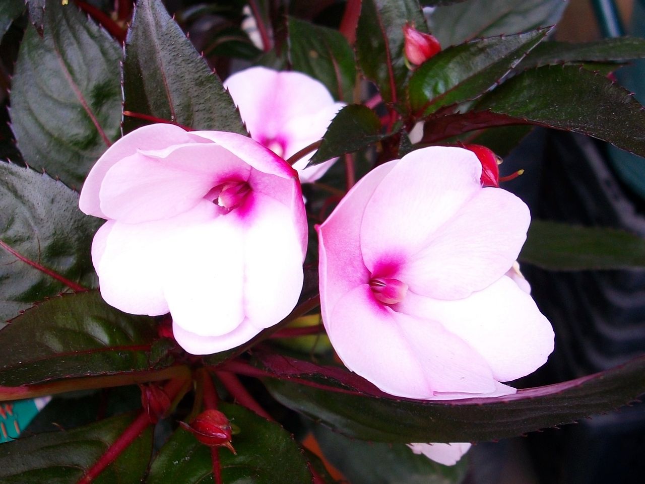 インパチェンス アフリカ鳳仙花 先代さるく