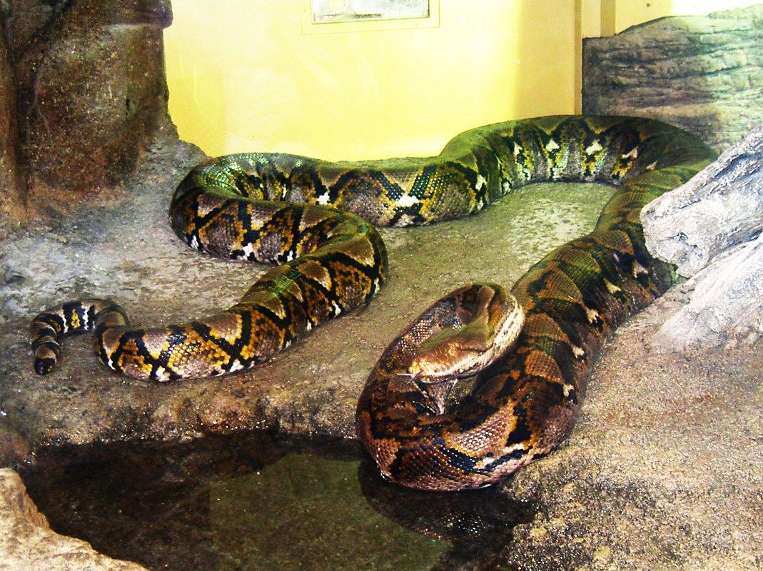 上野動物園 アミメニシキヘビ 先代さるく