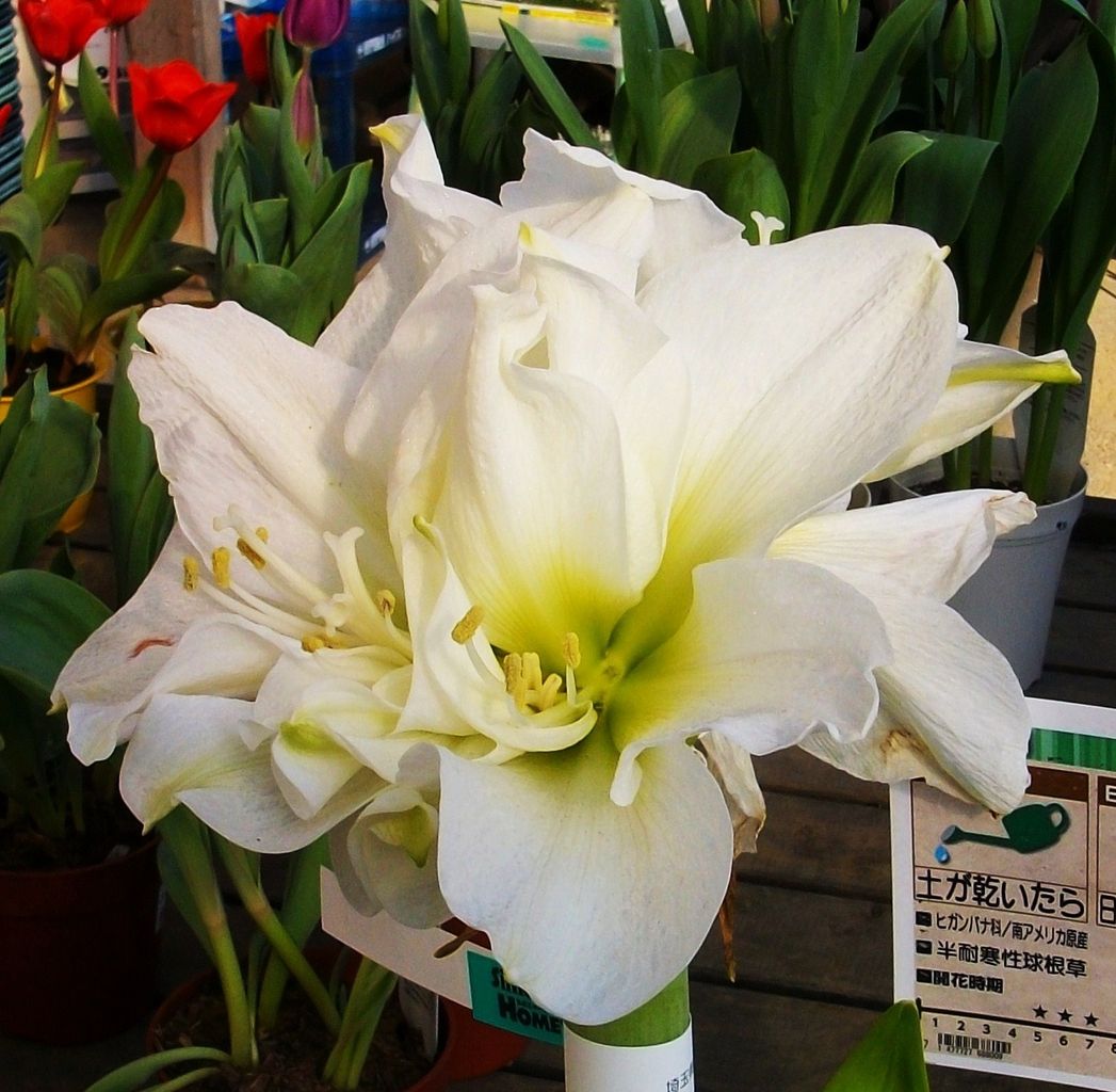 アマリリス 先代さるく