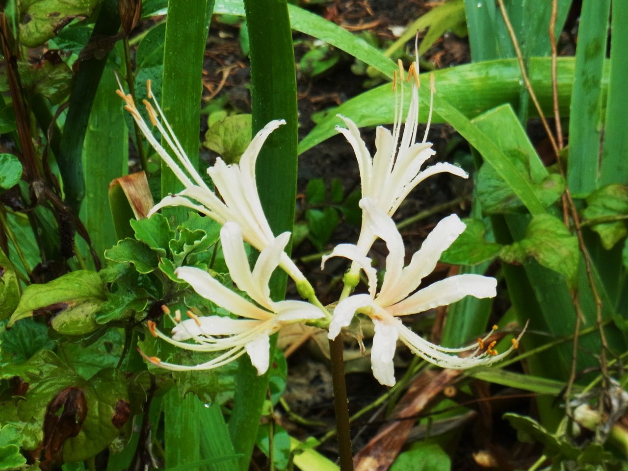 彼岸花 曼珠沙華 死人花 捨て子花 天蓋花 先代さるく