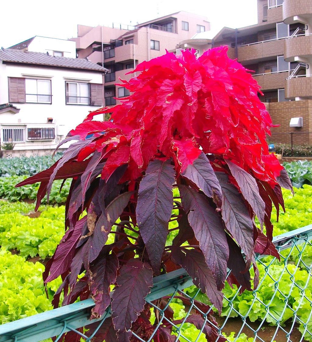 葉鶏頭 雁来紅 先代さるく