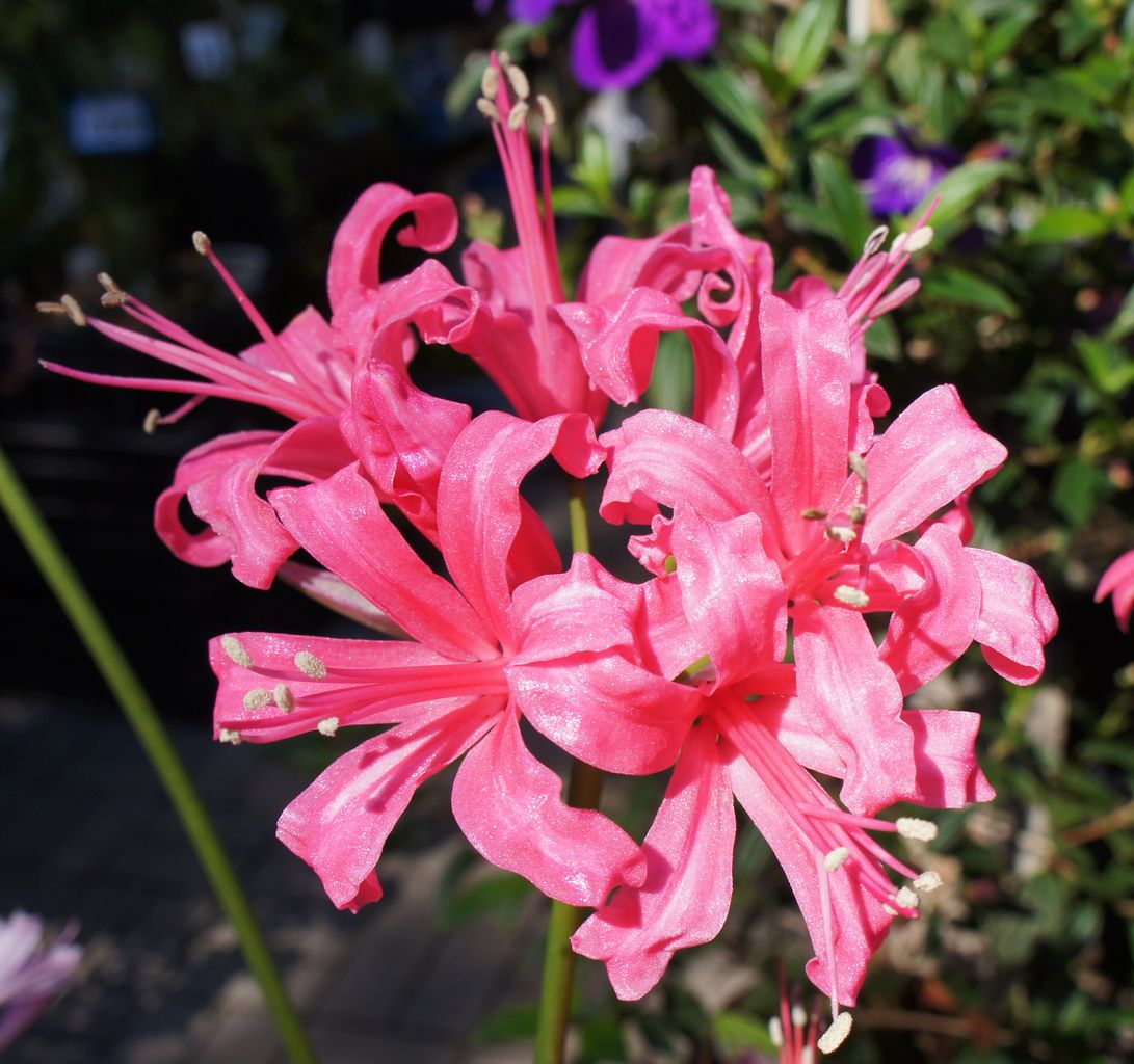 神代植物公園 ネリネ ダイヤモンドリリー 先代さるく