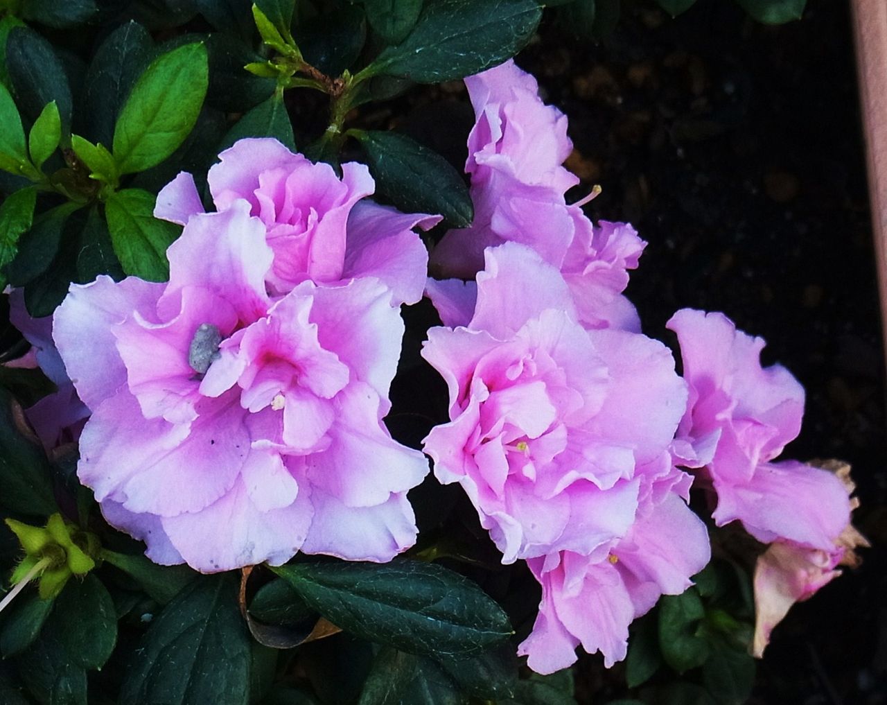 アザレア 西洋躑躅 オランダ躑躅 先代さるく