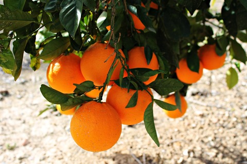 oranges-614154_1920