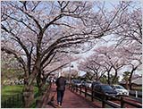 水元公園の桜:すでに4〜5分咲