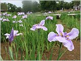 水元公園の菖蒲 咲き始めています