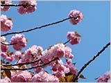 葉桜・八重桜・新緑