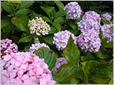 ���۲֤ȥ쥹�ȥ��ʥ����ǤΥ�����