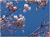 水元公園の桜:1〜2分咲き