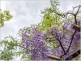 本土寺と藤と筍と