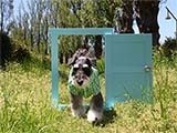 どこでもドア