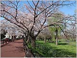 水元公園の桜:五分〜六分咲き