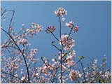 水元公園の桜:1〜2分咲き