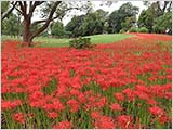 水元公園も曼珠沙華が咲き始めました