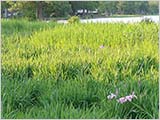 緑の水元公園
