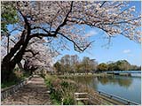 今日の桜:ほぼ満開