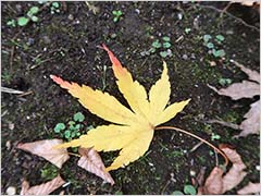 12月の庭
