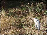 鳥たち