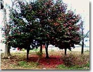 tsubaki_tree