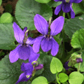 sumire