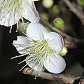 shira_ume