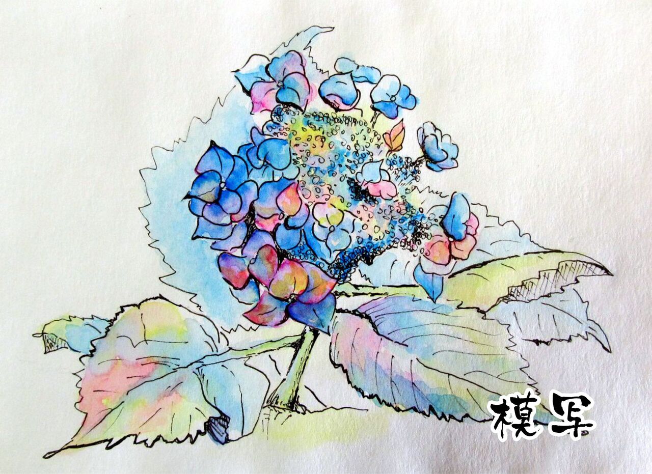 19 12 練習水彩画 鮮やかな紫陽花の模写 シニアから始めた透明水彩画