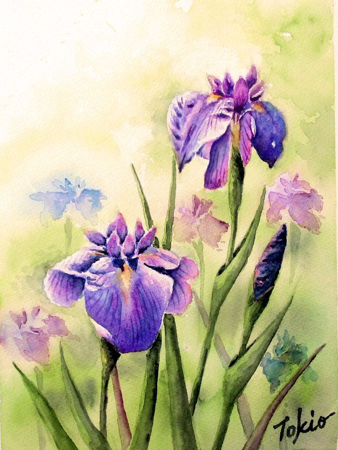 2025.05 アイリスの花 : シニアから始めた透明水彩画