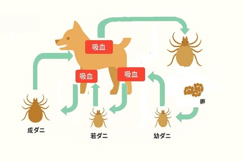 マダニの生活環 : きままに獣医師
