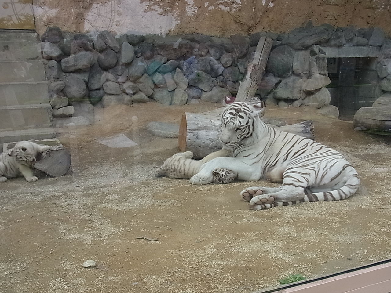 東武動物公園のかわいいホワイトタイガーの赤ちゃん スター