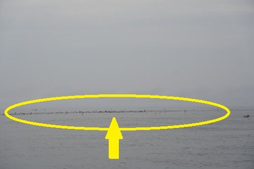 DSC00810-1