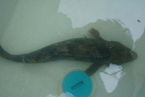 DSC00056-1