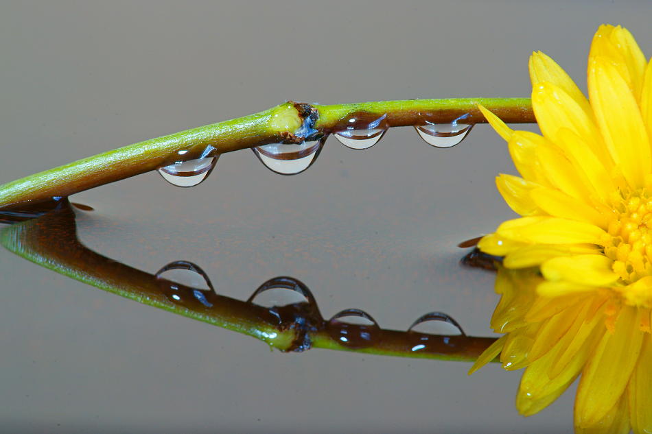 水滴とその映り込み写真 泉南写真クラブ