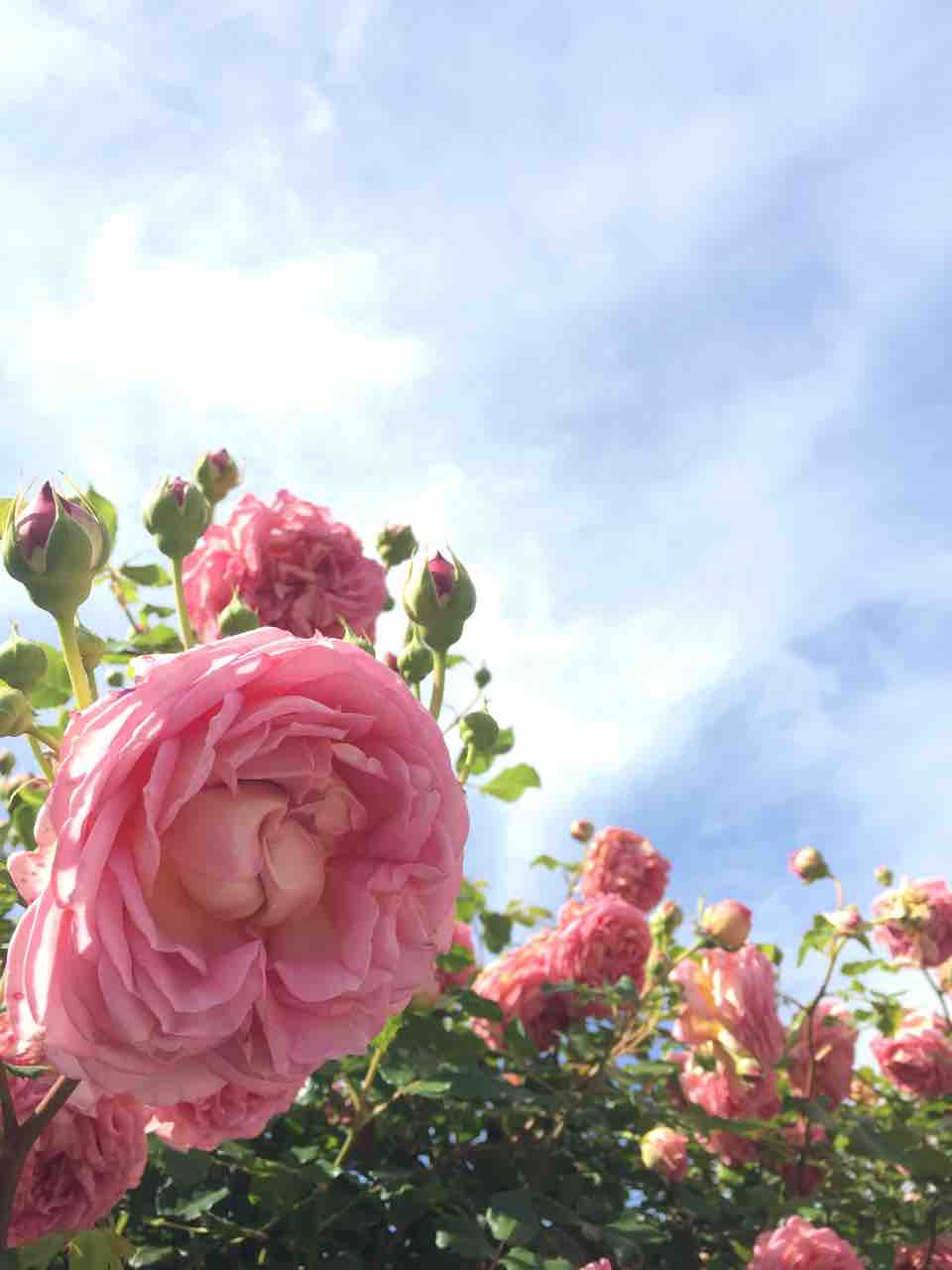 花咲ファーム バラ満開 せんなんタマ ロ 花咲ファーム バラ満開 せんなんタマ ロ