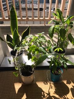 好きな手編みと苦手な料理でボケ防止 観葉植物の日光浴 しばらくお預け 好きな手編みと苦手な料理でボケ防止 観葉植物の日光浴 しばらくお預け