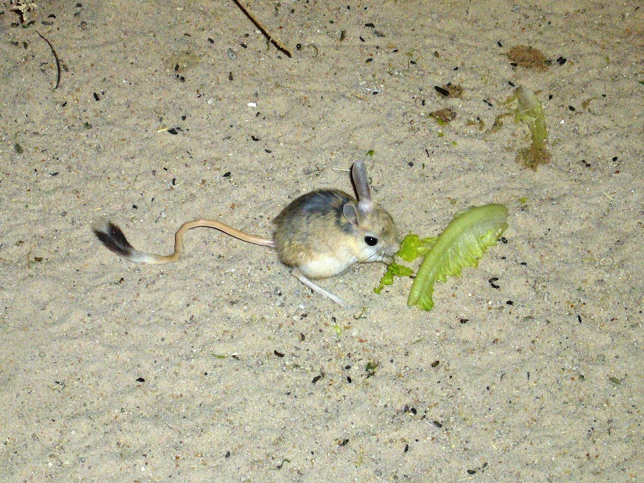jerboa ジェルボア とびねずみ お星様のなんでも探検 jerboa ジェルボア とびねずみ お星様のなんでも探検