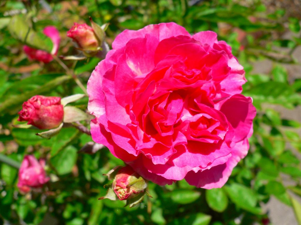ピンク つるバラ 春霞 と黄色 ゴールデンボーダー の薔薇 お星様のなんでも探検 ピンク つるバラ 春霞 と黄色 ゴールデンボーダー の薔薇 お星様のなんでも探検