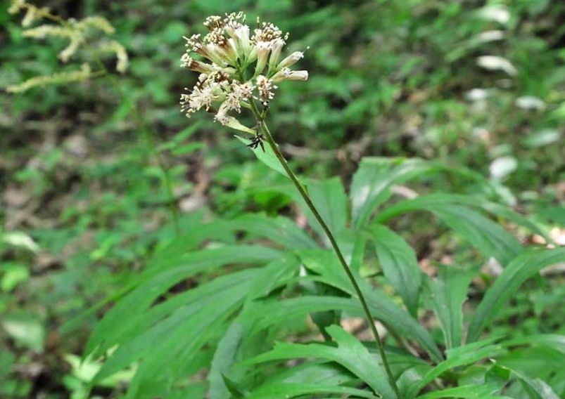 ヤブレガサ 破れ傘 お星様のなんでも探検