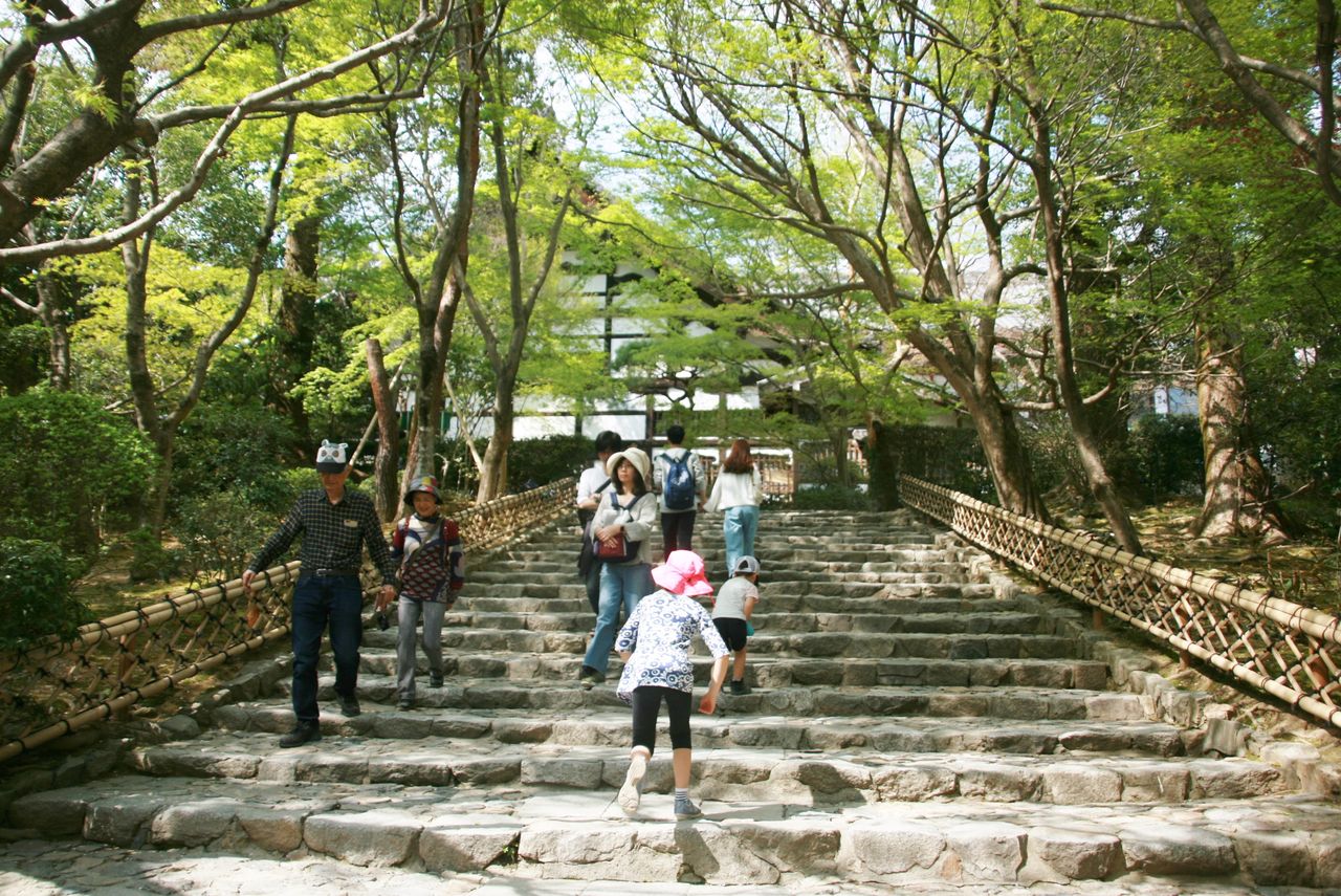 龍安寺 石庭 蹲踞 桜 お星様のなんでも探検