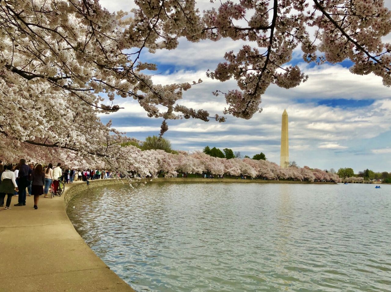 ワシントンｄｃ 桜まつり お星様のなんでも探検