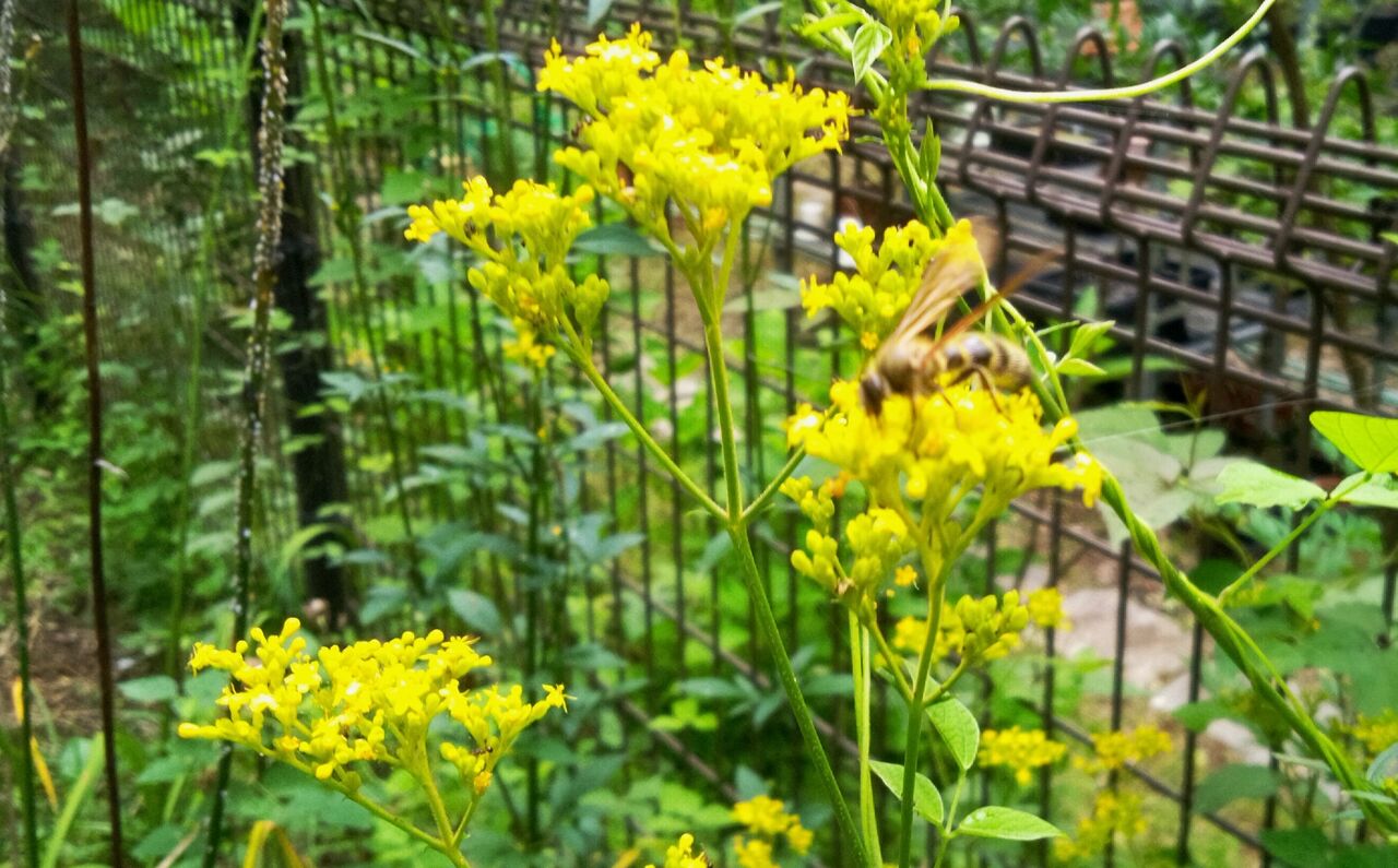 女郎花 男郎花 お星様のなんでも探検