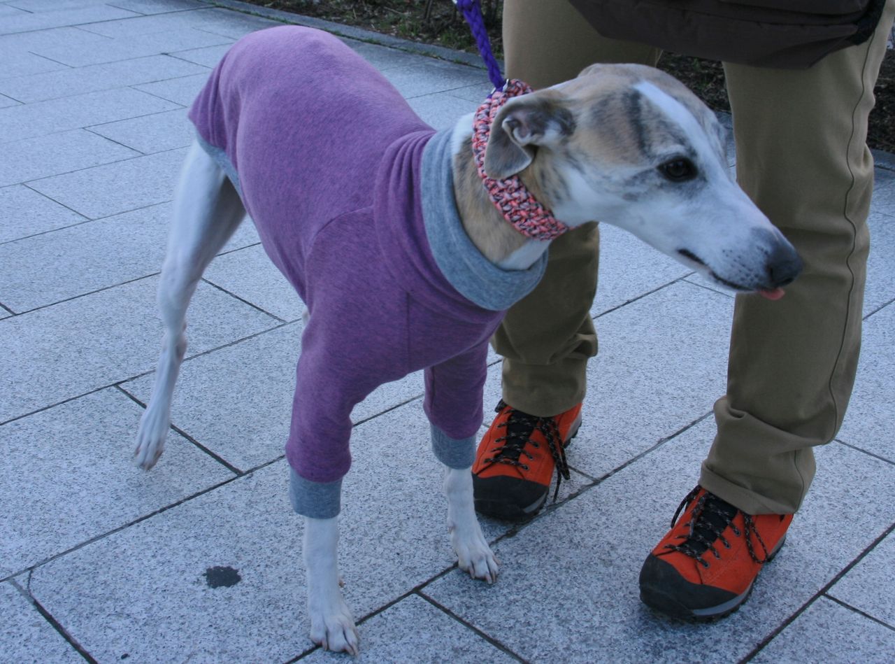 ウィペット ｗｈｉｐｐｅｔ お星様のなんでも探検